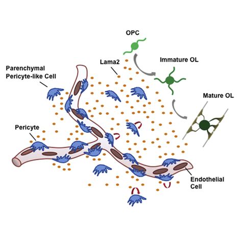 Pericytes Stimulate Oligodendrocyte Progenitor Cell Differentiation