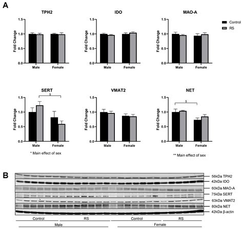 Ijms Free Full Text Sex Dependent Effects Of Chronic Restraint