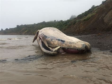 58 Foot Long Dead Whale Washes Up On Beach In Bolinas