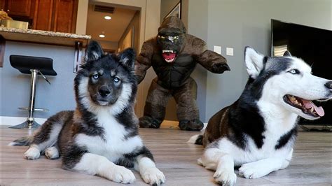 Huskies vs. Scary Gorilla Prank: Funny Dogs Kakoa & Sky - YouTube