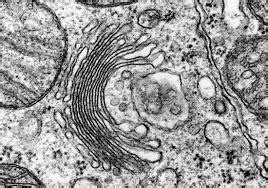 Orgánulos celulares a microscopio electrónico Flashcards