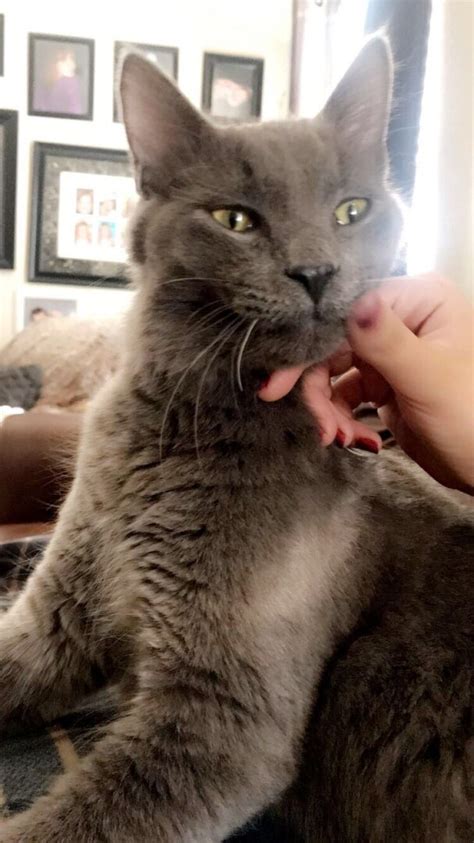 Lost Cat Owasso Oklahoma Finn