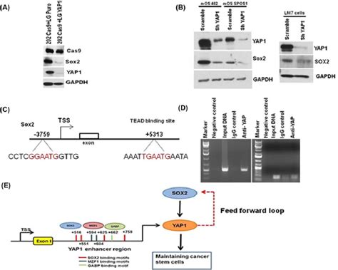 Yes Associated Protein 1 YAP1 Regulates The Expression Of Sox2 In