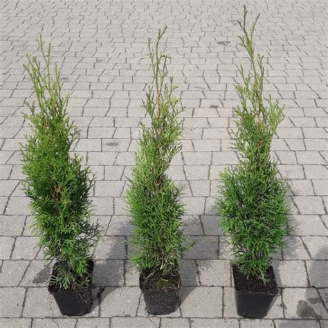 Thuja Smaragd Du A Sadzonka Tuja Szmaragd Tuje Pakiet Sztuk Fv