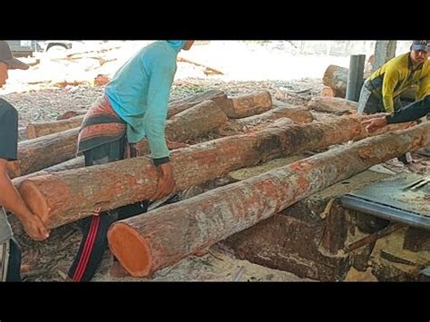 GILAA Operator Sawmill Nekat Menggergaji Kayu Mahoni Panjang