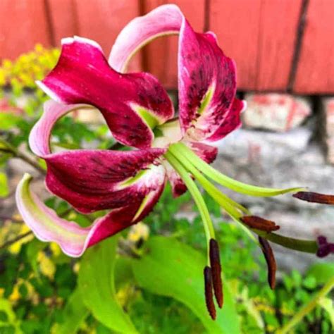 Lilium Black Beauty Stauderiket Blogg