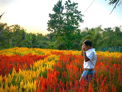 6 Most Beautiful Flower Gardens In The Philippines Visminph