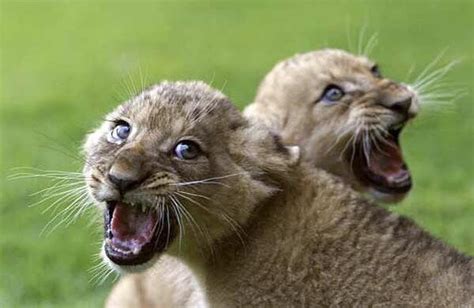 Feisty Little Lion Cubs : r/hardcoreaww