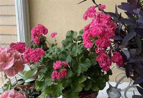 Пеларгония Survivor Rosalinda | Festima.Ru - Мониторинг объявлений