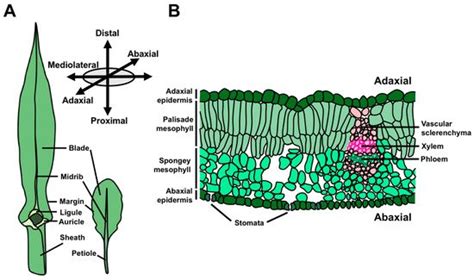 Plants Free Full Text Coordination Of Leaf Development Across