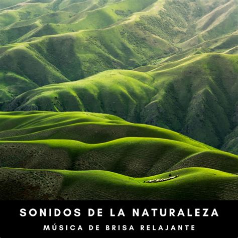 Sonidos De La Naturaleza Música De Brisa Relajante Album by Sonido