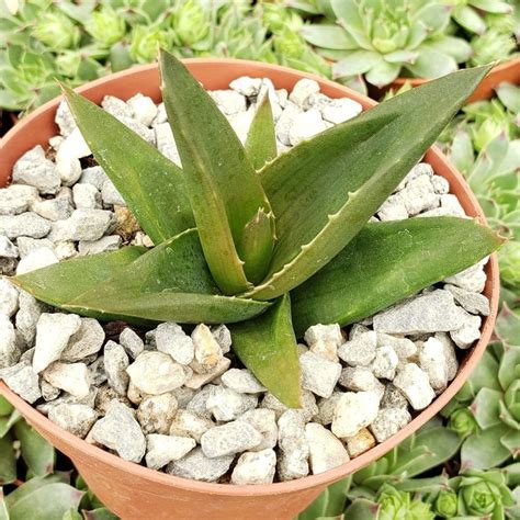 Aloe Haworthia Pentagona Alworthia Black Gem Etsy Black Gems