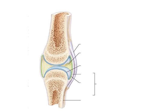 Synovial Joint Labeling Diagram Quizlet