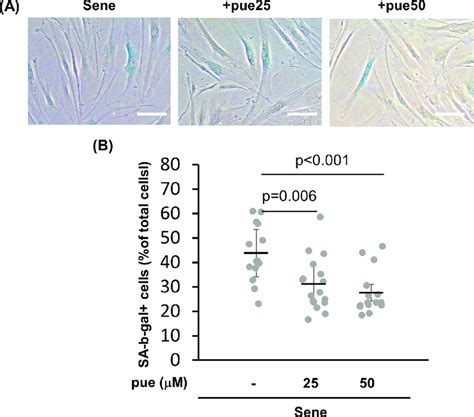 The Effect Of Puerarin On Cellular Senescence In High Passage Nhdfs A