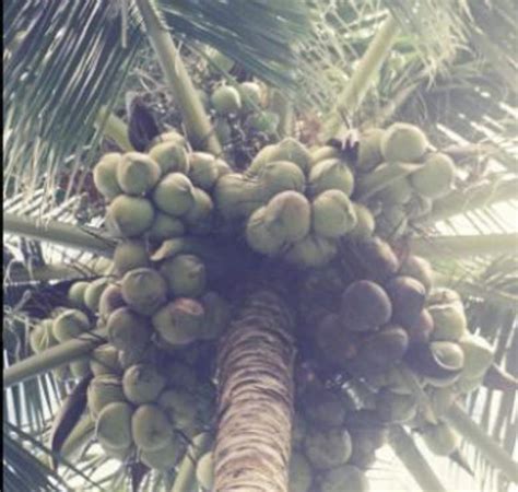 Mengenal Potensi Dan Jenis Jenis Dari Kelapa Atau Pohon Kehidupan