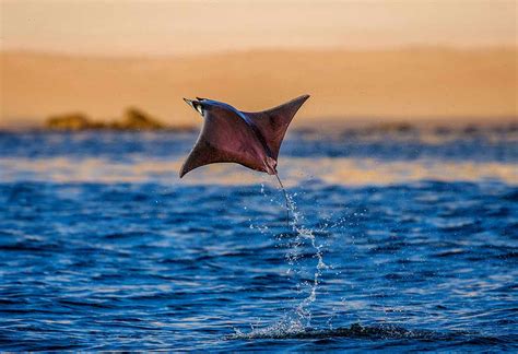 Names Of Flying Animals For Kids