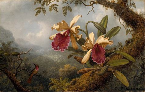 Two Orchids And Hummingbirds 1883 5636 Cm By Martin Johnson Head