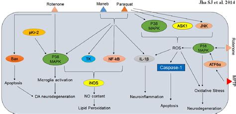 Figure From P Mapk And Pi K Akt Signalling Cascades Inparkinsons