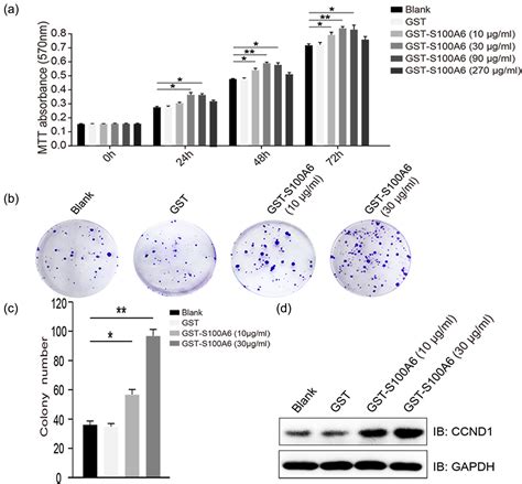 S100A6 Promotes Proliferation And Migration Of HepG2 Cells Via