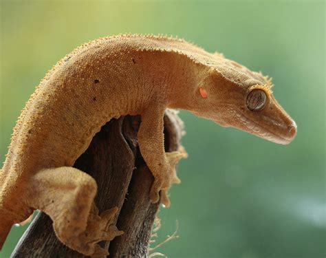 Nature Fact Crested Gecko – Little Light Kids