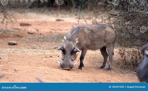 Warthog By A Watering Hole Stock Photo Image Of Bush 182391020