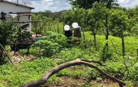 Pm Localiza Plantação De Maconha E Homem é Preso No Sul Do Piauí