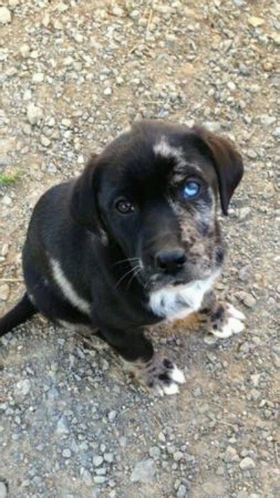 Catahoula Lab Mix Pups Pinterest Lab Mixes Labs And Other