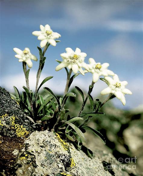 Edelweiss By Hermann Eisenbeiss Beautiful Flowers Alpine Flowers