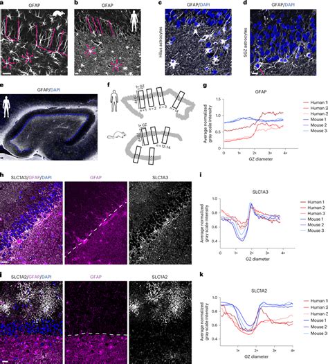 Astrocyte Diversity In The Adult Human DG A B GFAP Intermediate