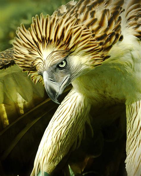 Saving The Philippine Eagle Immediate Action Needed To Protect Nesting