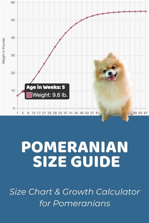 Pomeranian Size Chart & Growth Patterns - Puppy Weight Calculator