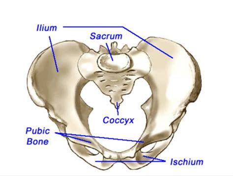 Hip Anatomy Neonatal Flashcards Quizlet