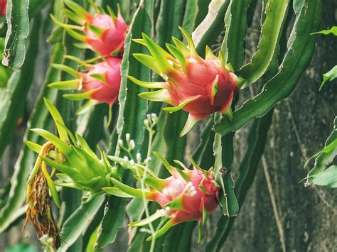 Harvest Dragon Fruit Garden Goes To The Market Sell Processing Dried