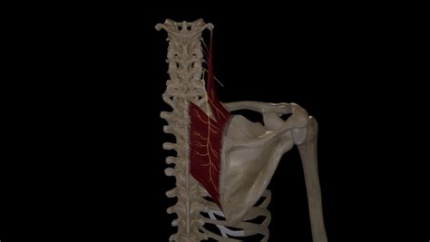 Is there dorsal scapular nerve pain due to thoracic pain