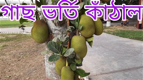 National Fruits Of Bangladesh । Bangladeshi Jack Fruit কাঁঠাল গাছের