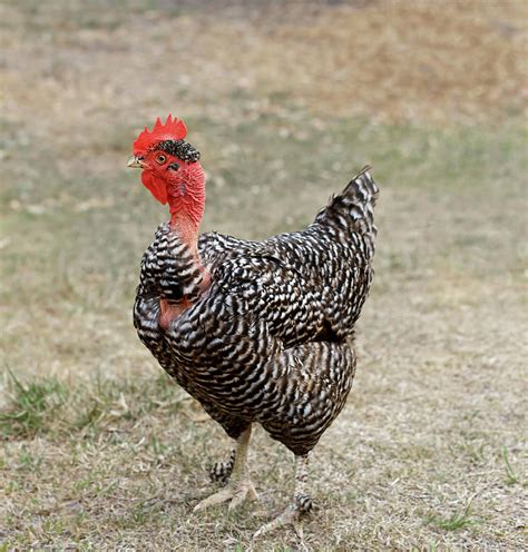 Naked Neck Chicken Photograph By Sheryl Caston Fine Art America