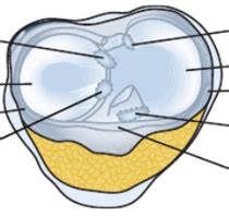 Meniscus (Anatomy) Diagram | Quizlet