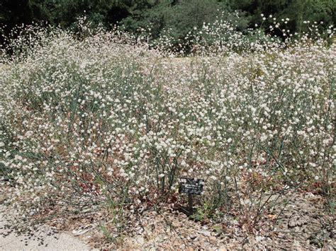 Naked Buckwheat From Cupertino CA USA On July 6 2023 At 10 57 AM By