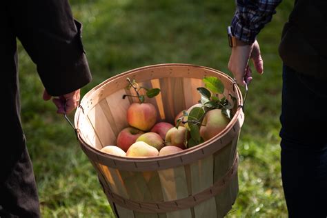 Bushels of Fun! Where to Go Apple Picking in Julian