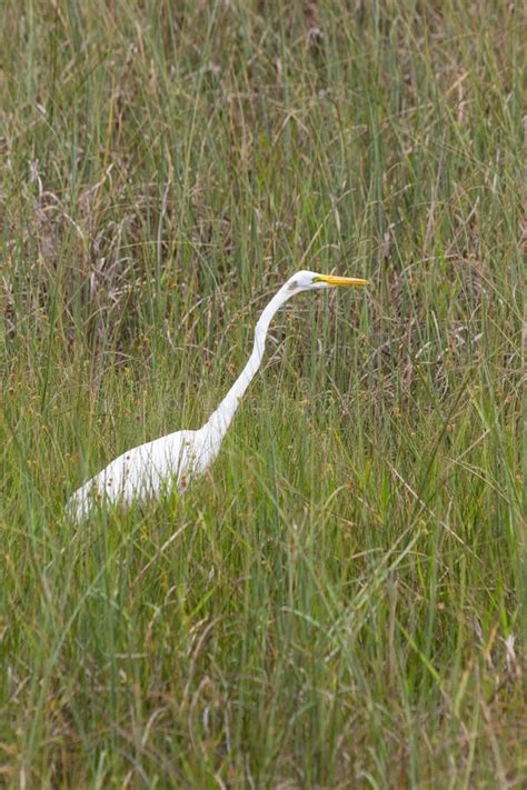 Great Egret Stock Image Image Of Wildlife Nature Grass 45659803