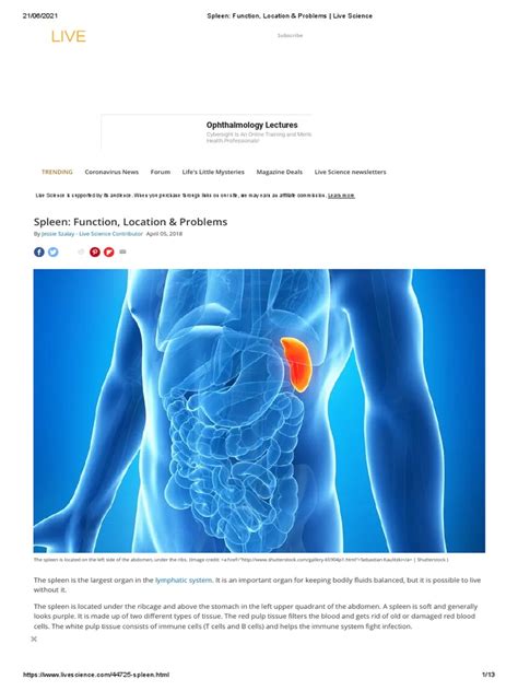 Spleen Function Location And Problems Live Sciencebjk Pdf Spleen