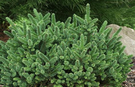 Picea Abies Motala Dwarf Norway Spruce Kigi Nursery