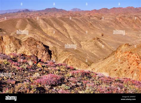 Steppe Flower Model Teen Telegraph