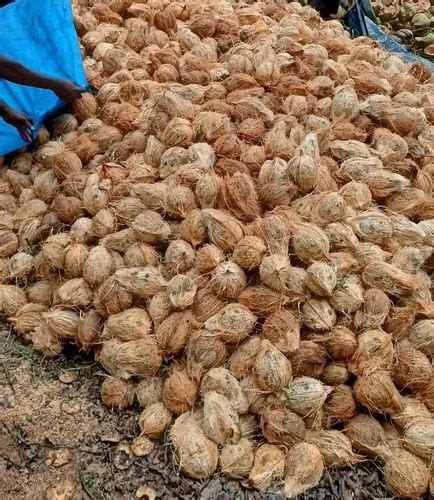 A Grade Pollachi Semi And Fully Husked Coconut Packaging Size 13 Kg