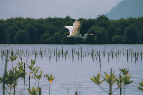 Manfaat Hutan Mangrove Bagi Lingkungan Ulasan Co