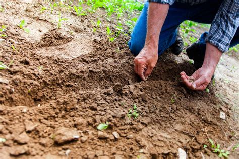 Comment Pr Parer Et Nourrir La Terre De Son Potager