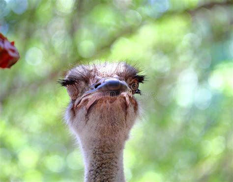 Portrait of an Ostrich Ostrich Face Close Up Stock Image - Image of ...