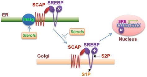 Targeting Srebp 1 Driven Lipid Metabolism To Treat Cancer Pmc