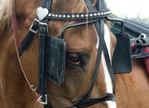 Why do horses wear blinders? – Horse Tack Database