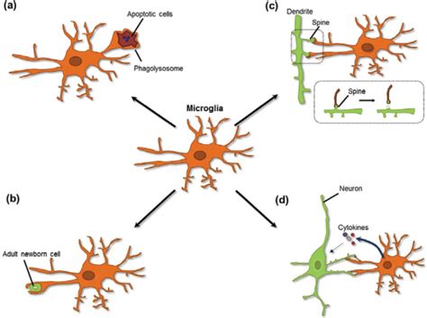 Schematic Diagram Indicating The Physiological Functions Of Microglia Download Scientific